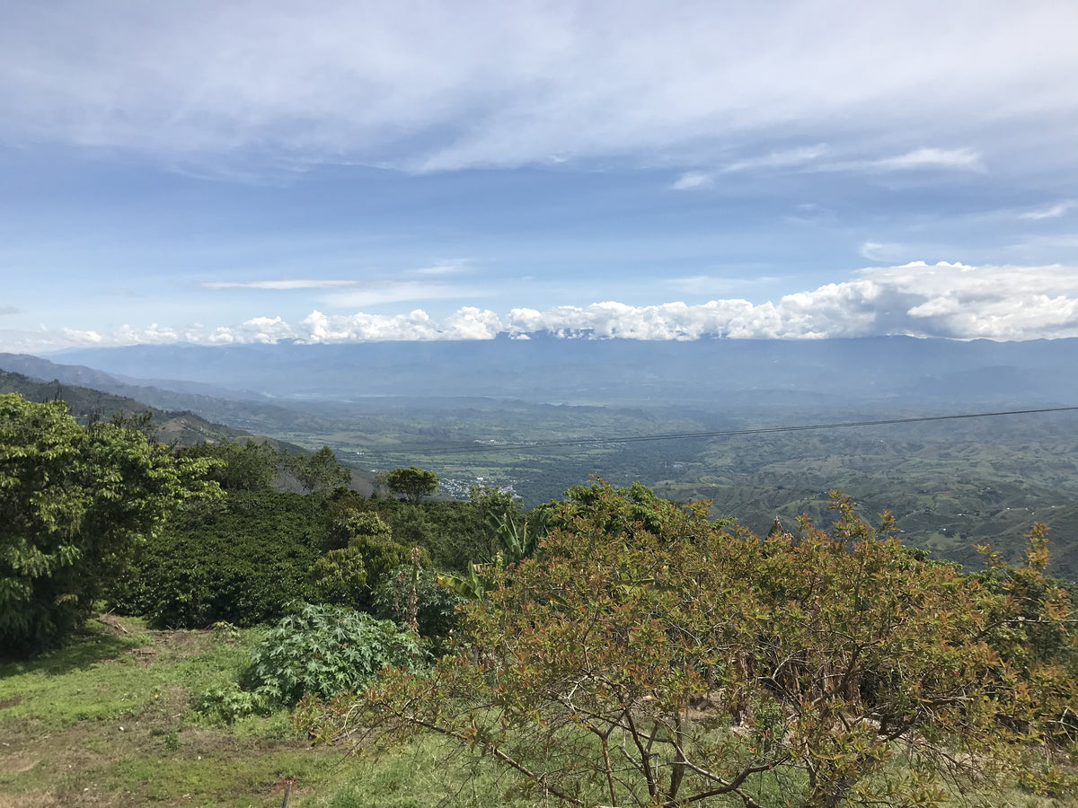 ANIBAL RODRIGUEZ / COLOMBIA 200g