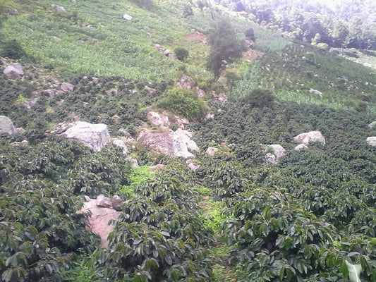 INTIBUCA COLLECTIVE / HONDURAS 200g