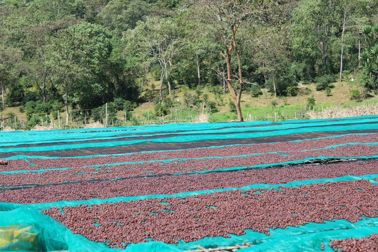 GORO BEDESSA NATURAL / ETHIOPIA 200g