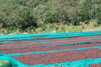 GORO BEDESSA NATURAL / ETHIOPIA 200g