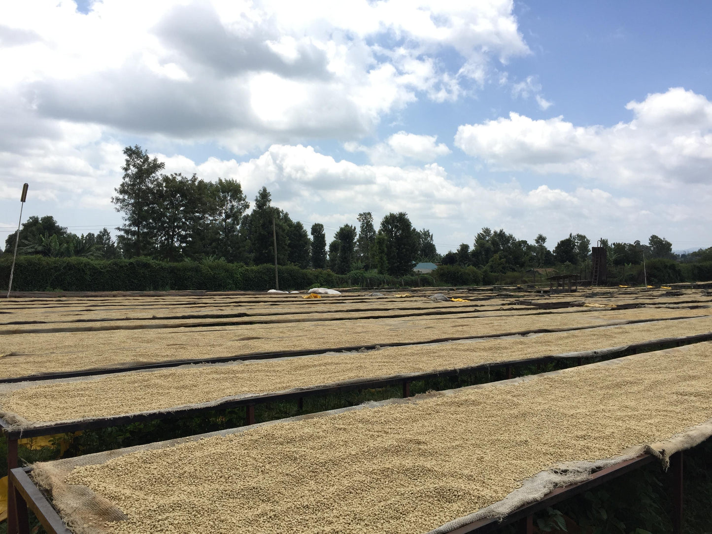 <NEW> KARIMIKUI / KENYA 200g