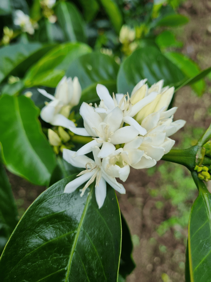 <NEW> LAS MISHAS ESPRESSO / PERU 200g