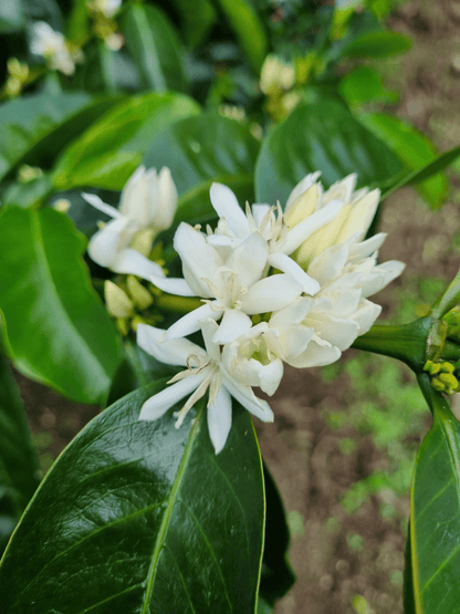 <NEW> LAS MISHAS ESPRESSO / PERU 200g