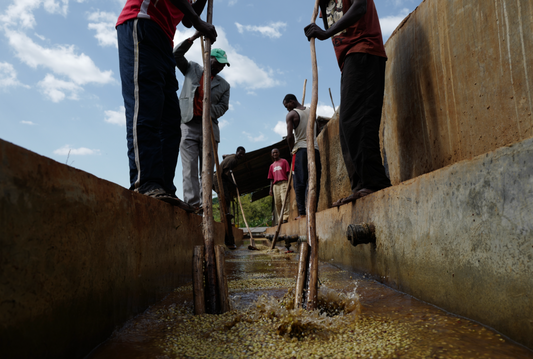 BANKO GOTITI / ETHIOPIA 200g